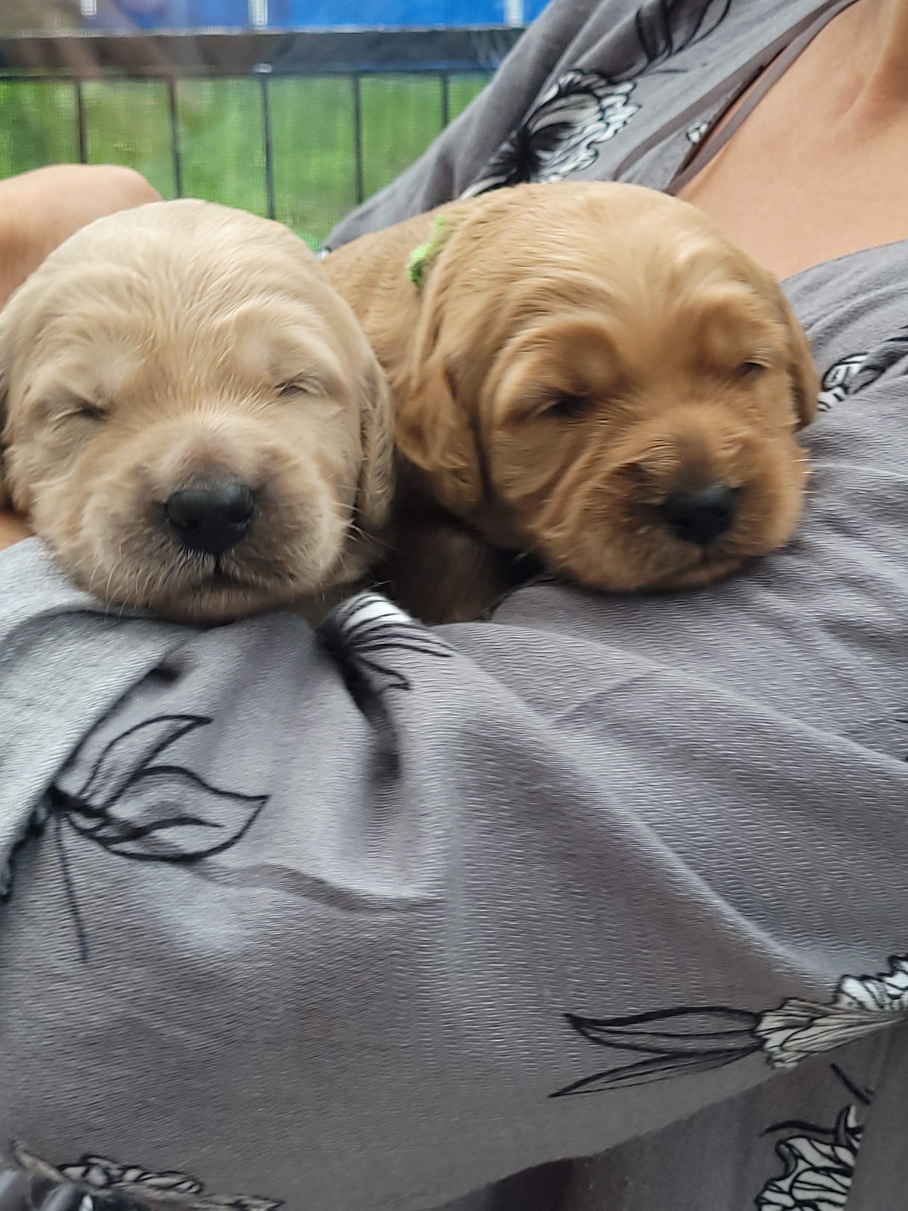 Goldendoodle, standard poodle, Königspudel, Großpudel, Golden Retriever